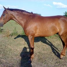 Holstener ARMANI CODE