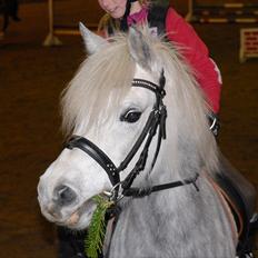 Welsh Pony (sec B) | SABINE *SOLGT*
