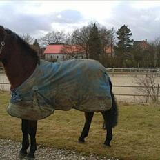 New Forest Lundgaards kahlua <3