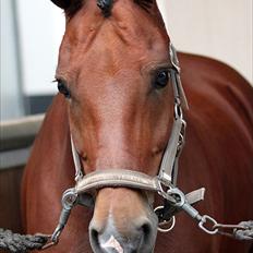 New Forest Kantje's Thierry B-pony RIP