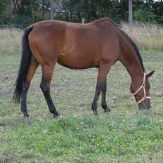 Holstener Cassiopeia R.I.P