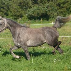 Arabisk fuldblod (OX) Cassie OX