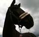 Hollandsk Sportspony Lady Black