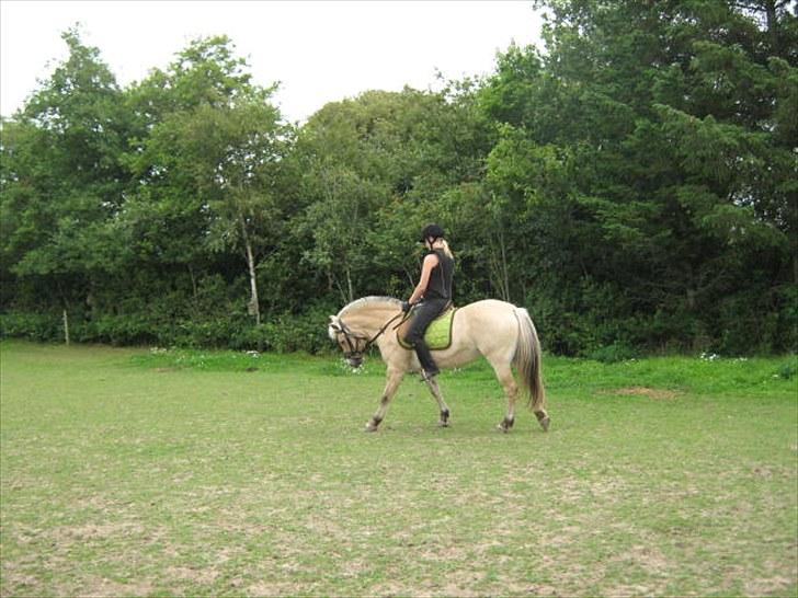 Fjordhest Flicha - Flicha og jeg rider :)  Fotograf: Min  bror billede 3