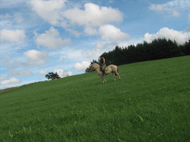 Fjordhest Flicha - Flicha og jeg på tur:) Fotograf: Min søster Ida :D billede 5