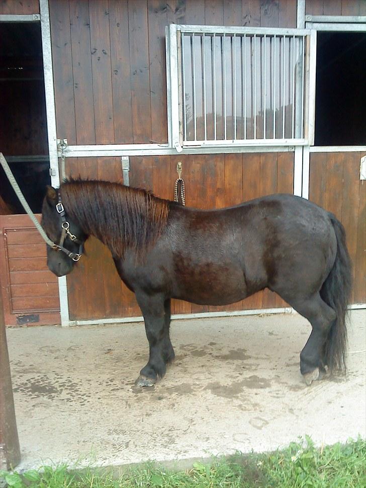 Shetlænder Samson <3 RIP <3 - Samson -så utrolig smuk som han står der <3 billede 1