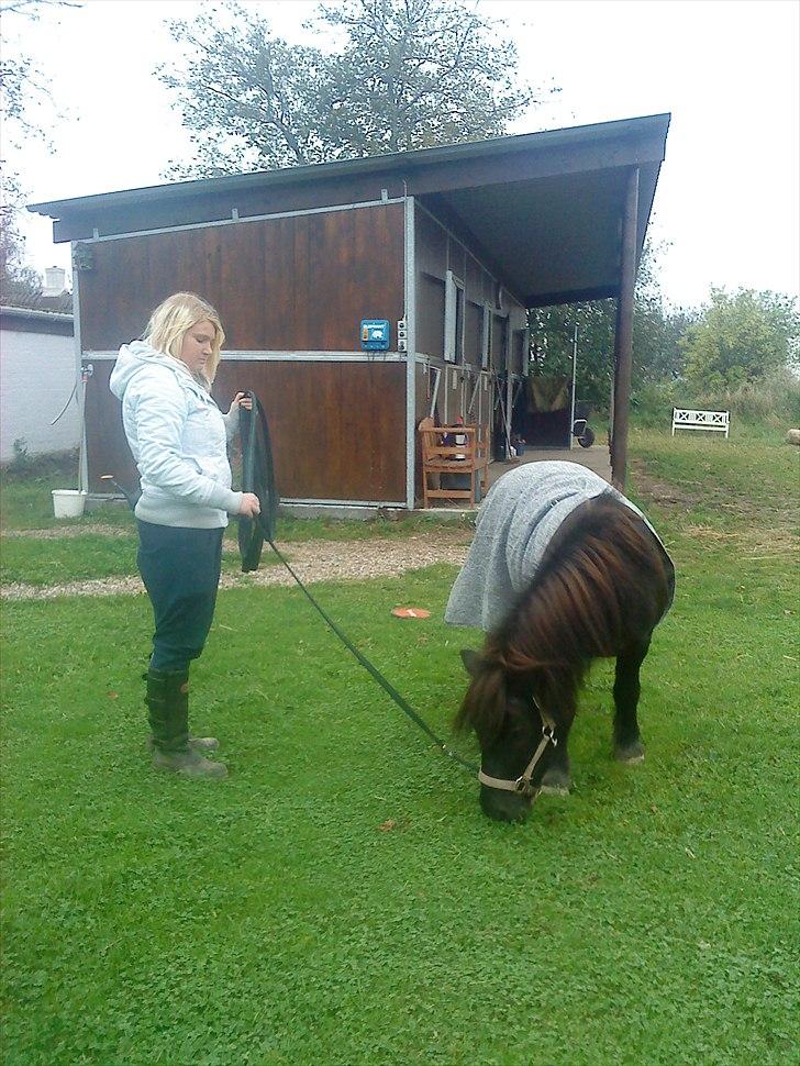 Shetlænder Samson <3 RIP <3 - Stine går lidt rundt og hygger med Samson ;) billede 2