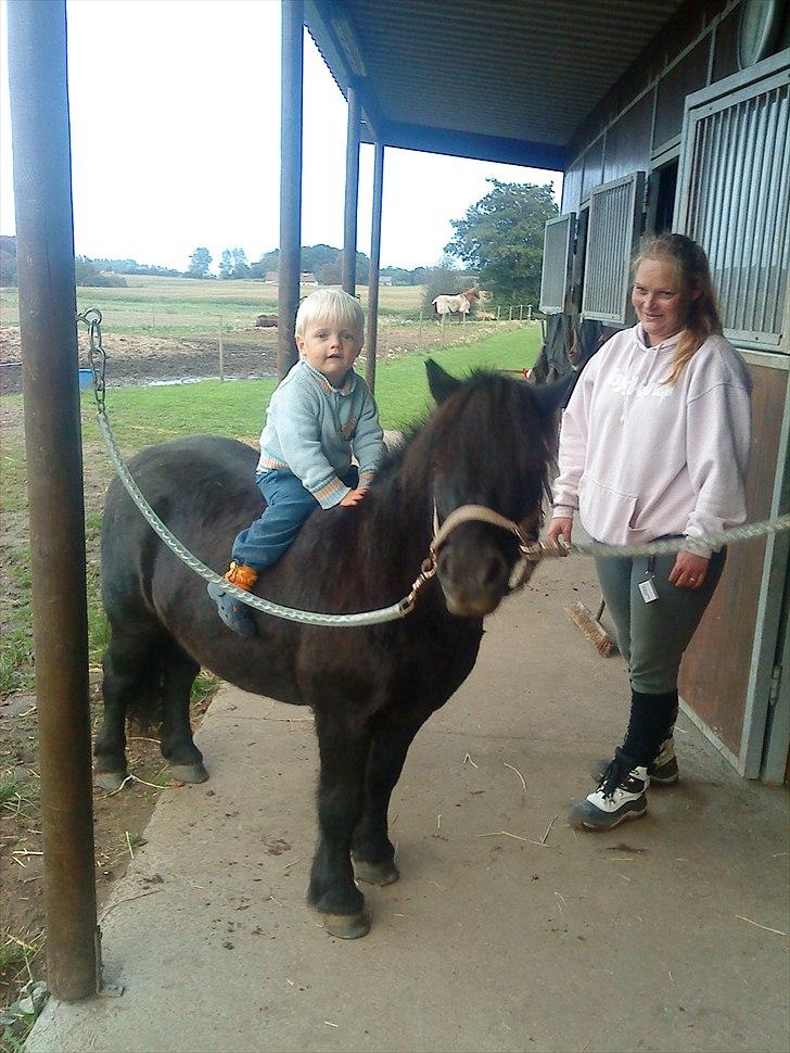 Shetlænder Samson <3 RIP <3 - Så fint Samson tager det med Sebastian på ryggen <3 billede 3