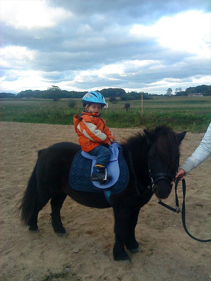 Shetlænder Samson <3 RIP <3 - Sebastians første træktur på Samson <3 billede 4