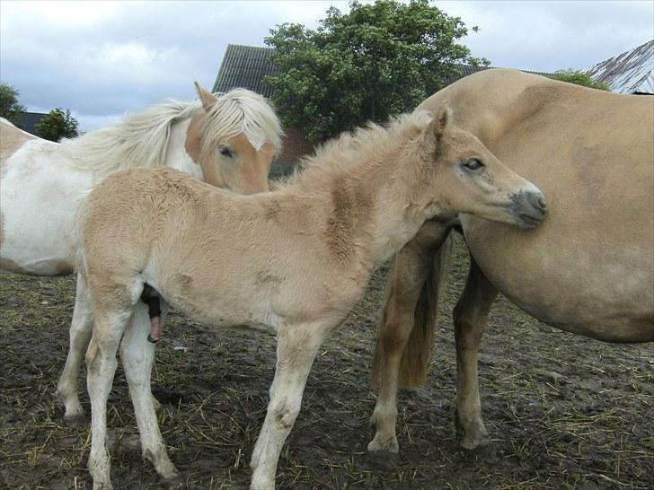 Anden særlig race Sacho - D. 19. august 2010 billede 15