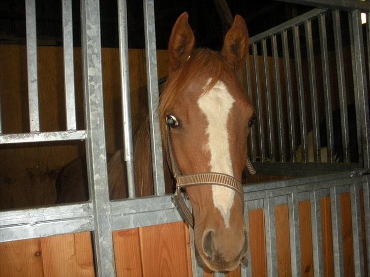 Sportsaraber (A) Til minde om CS Kadar el Akela - Nr. 18 Se det vil jeg komme til at savne!  billede 18