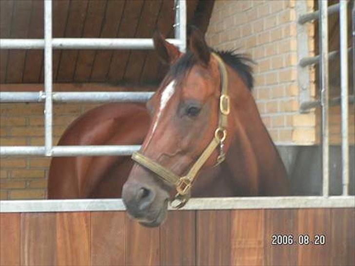 Holstener Cassiopeia R.I.P billede 1