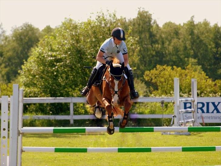 Dansk Varmblod Dalvangs Champion billede 11