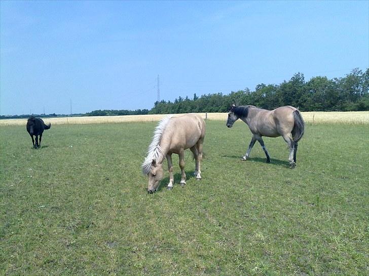 Criollo John Wayne - Freya, Sofus og John, hygger sig på fold;D billede 3