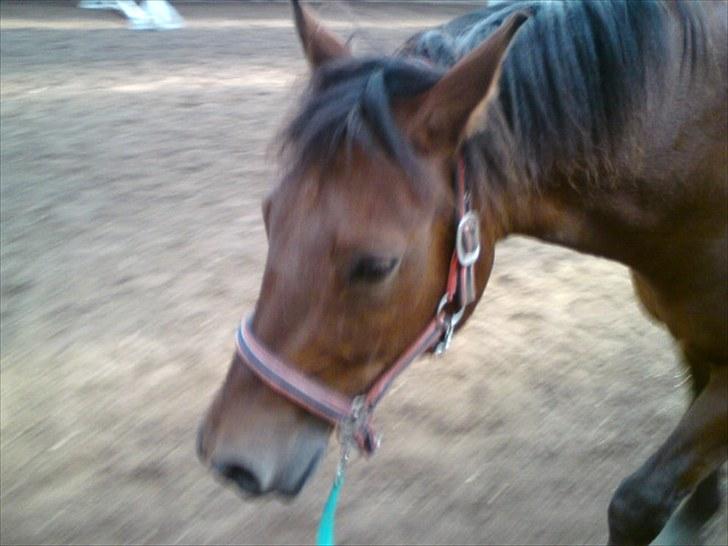 Anden særlig race Thomas (væk) billede 6