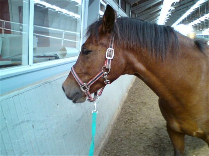 Anden særlig race Thomas (væk) billede 7