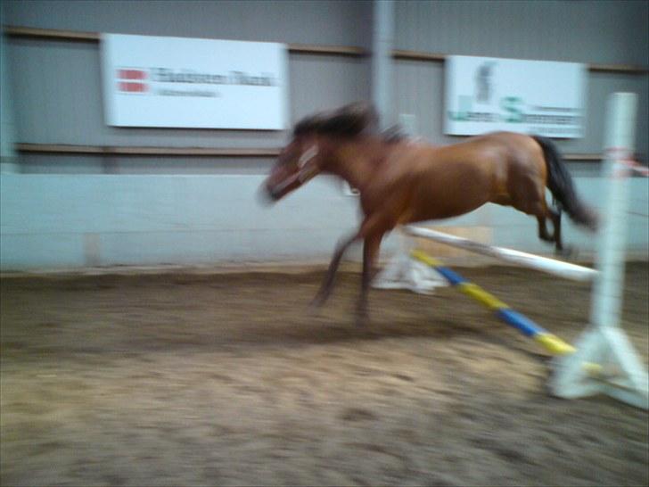 Anden særlig race Thomas (væk) billede 8