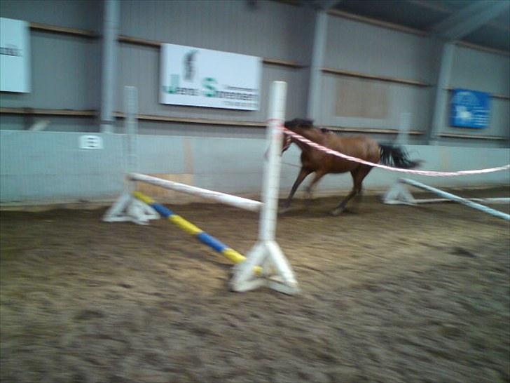 Anden særlig race Thomas (væk) billede 9