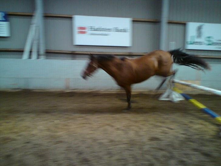 Anden særlig race Thomas (væk) billede 10