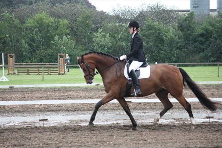 Dansk Varmblod Diva - Afrika til 4-års DSA, hvor hun fik 8,16 og var dermed videre til mellemrunden. 
Vi endte på en 7. plads, hvor placeringerne foran var proffesionelle.  billede 8