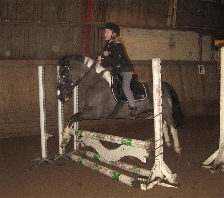 Anden særlig race Bounty ( TIDLIGER DRØMME PART ) - undervisning Hos Tanja Moberg <3 billede 5