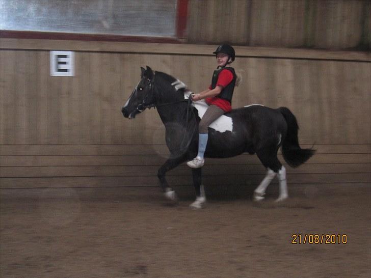 Anden særlig race Bounty ( TIDLIGER DRØMME PART ) - Sadel eller uden?  Det betyder intet <33 billede 6