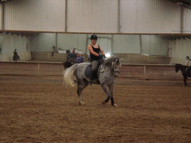 DSP Hedevangs Piaf   billede 13