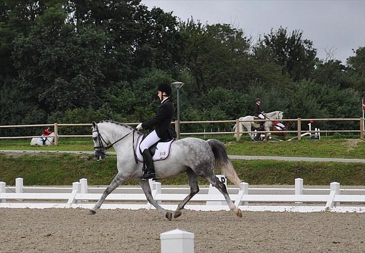 Anden særlig race Oleander - Solgt - DM middelfart 2010 billede 7
