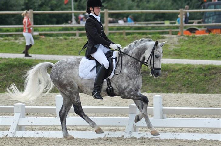 Welsh Pony (sec B) Bjerregaards Hamos  - Emma&Hamos, DM 2010. billede 3