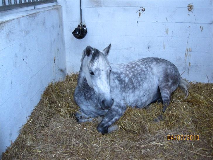 Welsh Pony (sec B) Bjerregaards Hamos  - Hjallerup landstævne, Hamos tar´ en slapper;-) billede 9