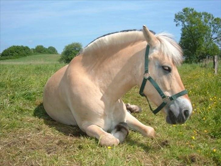 Fjordhest Janus Greis billede 6