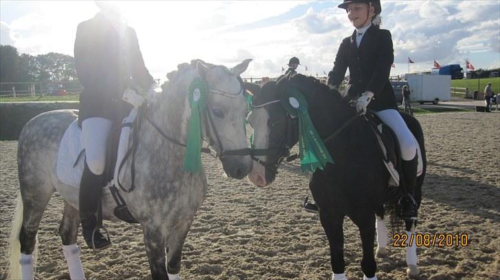 Welsh Pony (sec B) Bjerregaards Hamos  - Hamse&Casa, Kir&Emma:)<3 billede 14