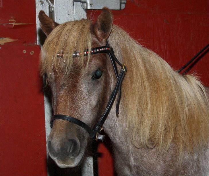 Miniature Little Sensation - 2# Love ya <3 Foto: Malene Friis billede 2