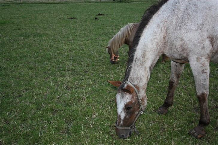 Miniature Little Sensation - 2# Sammen med sin bedste ven Tessa :D Evt. bare en ´lille´ str. forskel xD Og Tess er endda kun en meget lille hest ;p billede 3