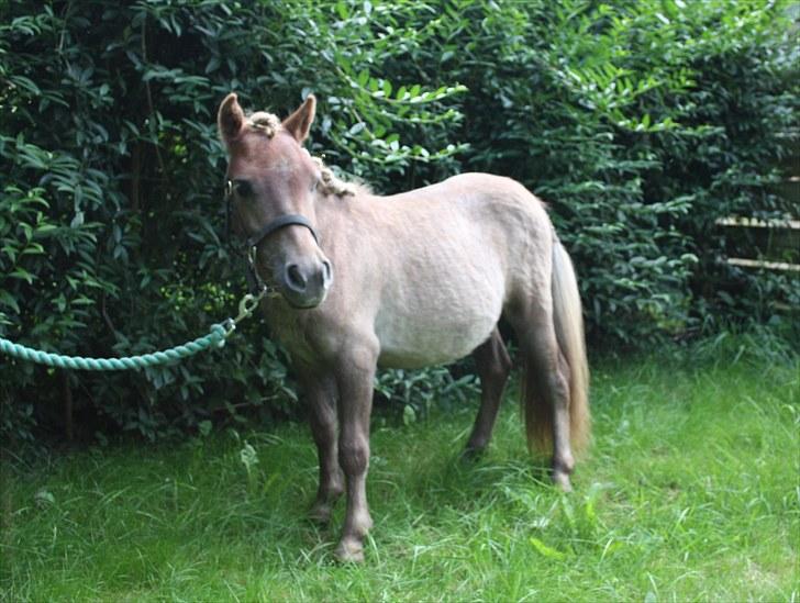 Miniature Little Sensation - 5# SENSATION <3 billede 6