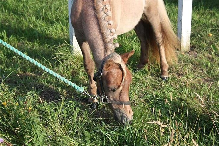 Miniature Little Sensation - 6# Du er så sød <3 billede 7