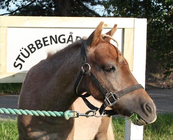 Miniature Little Sensation - 7# Du er én ´stor´ Sensation! billede 8