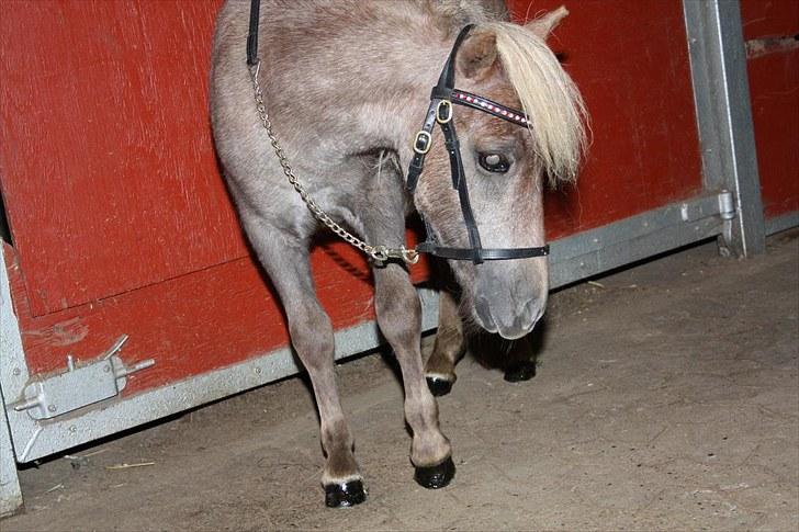 Miniature Little Sensation - 10# Og husk at Sensation er en HEST og ikke en pony ;) Selv om jeg selv kalder hende min baby pony xD billede 11
