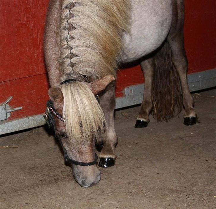 Miniature Little Sensation - 11# I´m a big, big girl - in a big, big world <3 billede 12