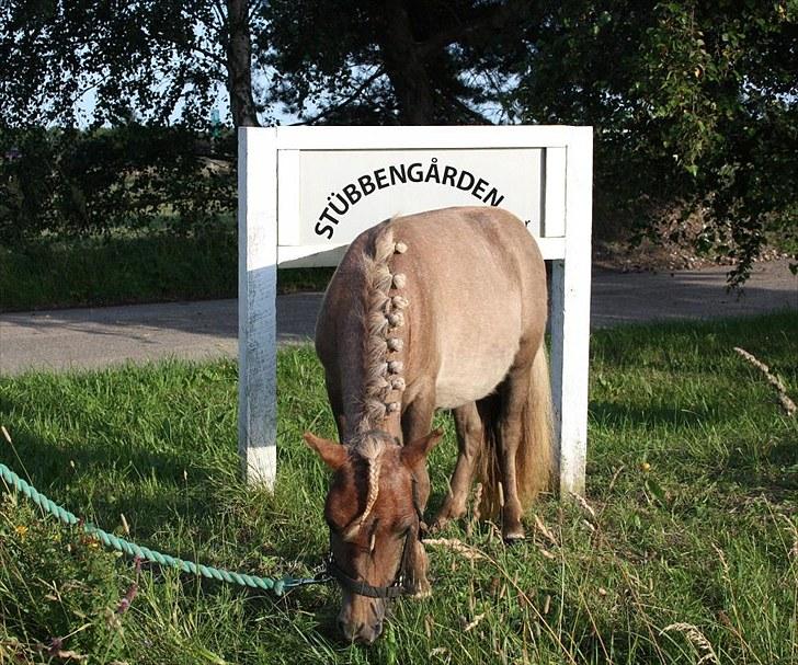 Miniature Little Sensation - 12# Sensation foran skitlet til mine forældres ridecenter ´´Stübbengaarden´´ :) Tak for kigget ved Sensation <3 billede 13