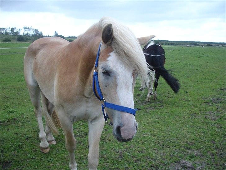 Haflinger Morgan - 25. august, 2010 billede 10