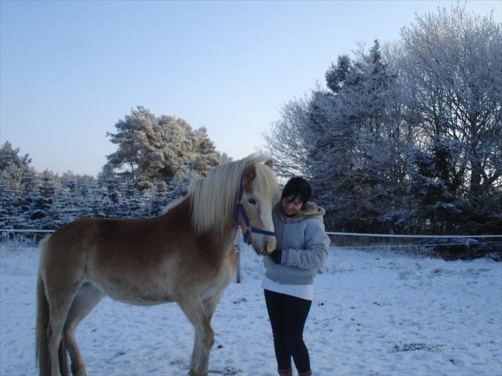 Haflinger Morgan - Without you I´m no one, I´m nothing at all ~ 29. december, 2010 billede 9