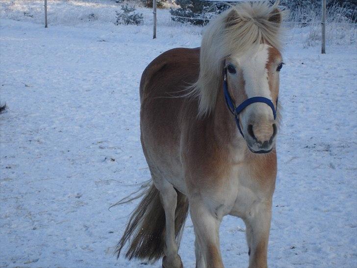 Haflinger Morgan - 29. december, 2010 billede 12