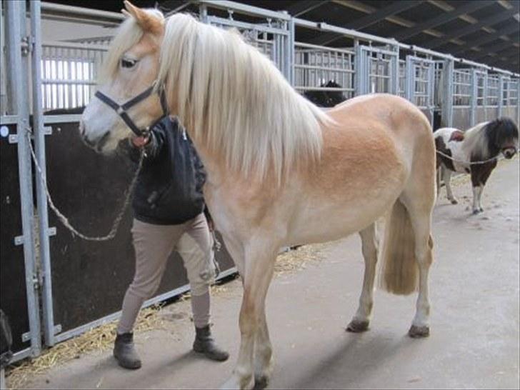 Haflinger Morgan - Billede fra sælger/gamle ejer billede 13