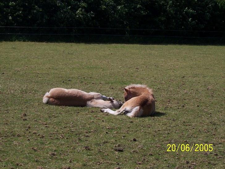 Haflinger Mon-Cherie af Mosegaarden billede 11