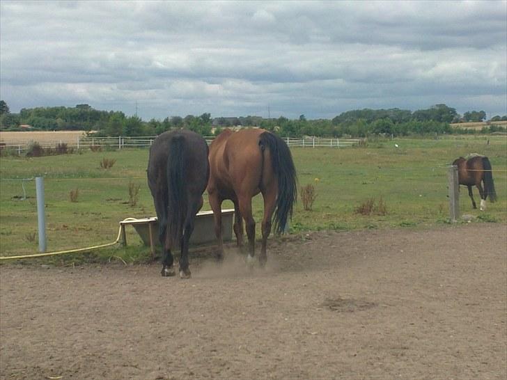 Dansk Varmblod Rex Højvang Solgt R.I.P billede 15