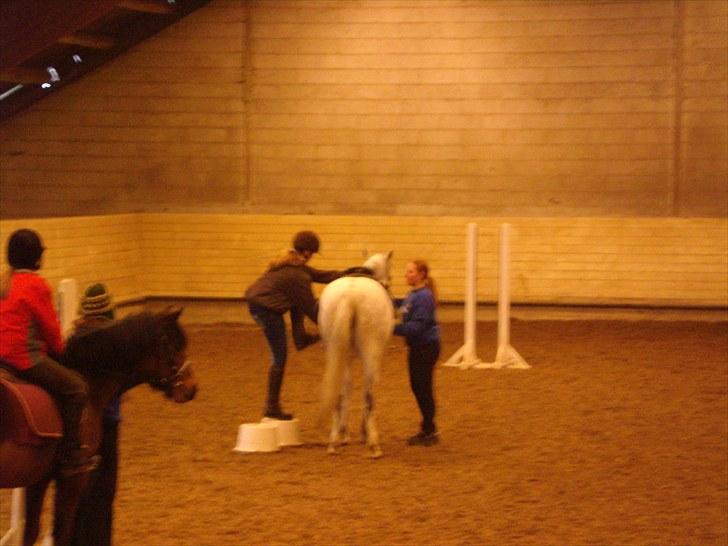 Connemara Columbine - var ved at falde på røven... :P billede 10