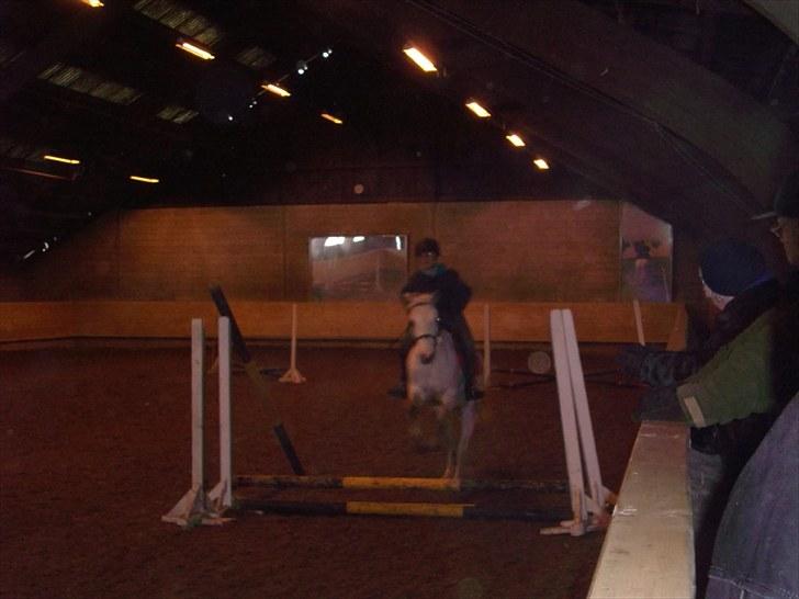 Connemara Columbine - se mig jeg kan springe:D billede 15