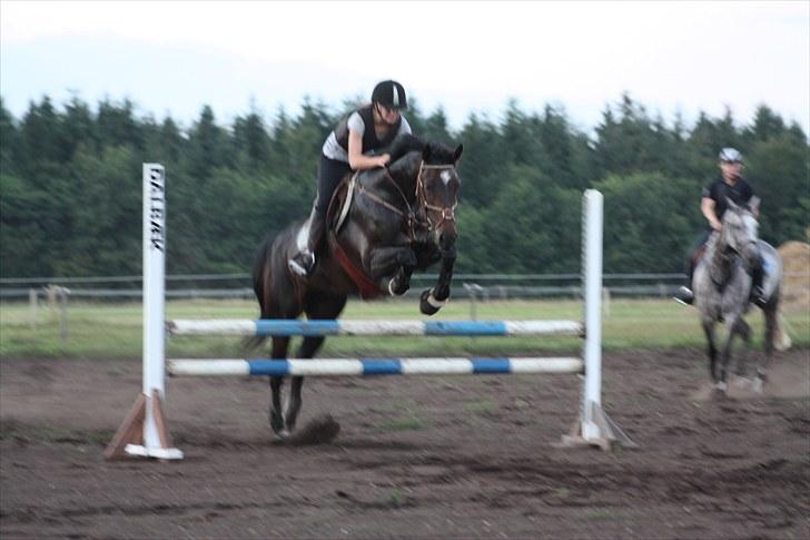 Hollandsk Varmblod Wings billede 11