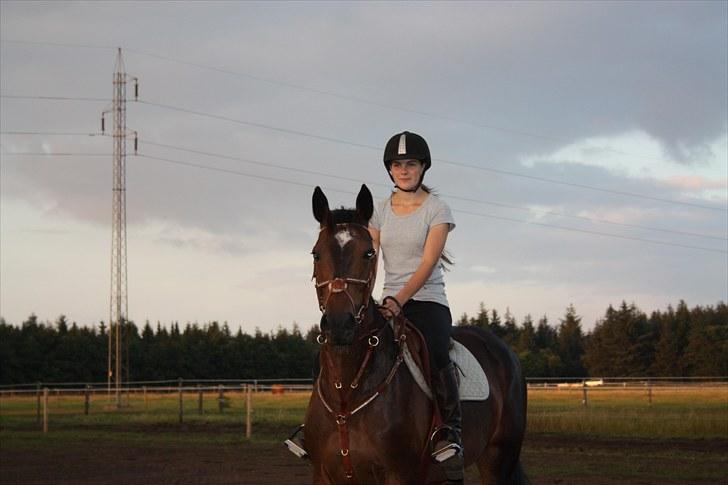 Hollandsk Varmblod Wings billede 12